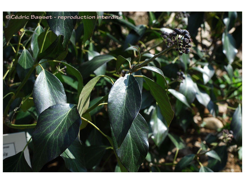 HEDERA NEPALENSIS var.CHINENSIS