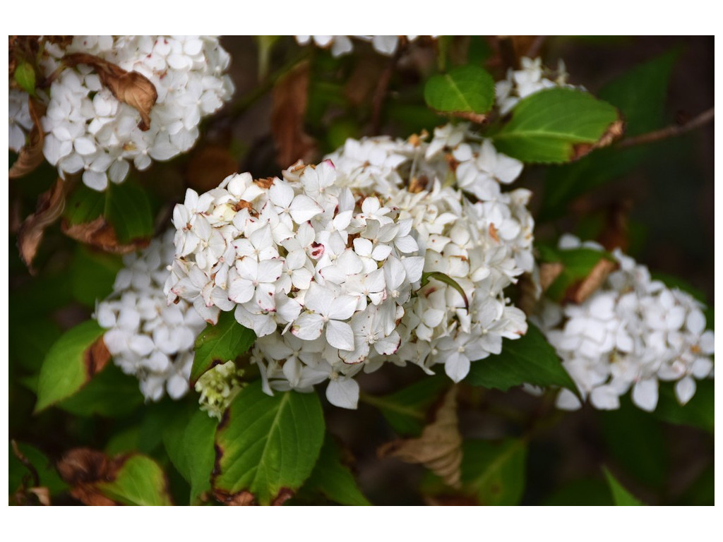 HYDRANGEA SERRATA 'WARABE' HYDRANGEA SERRATA 'WARABE'