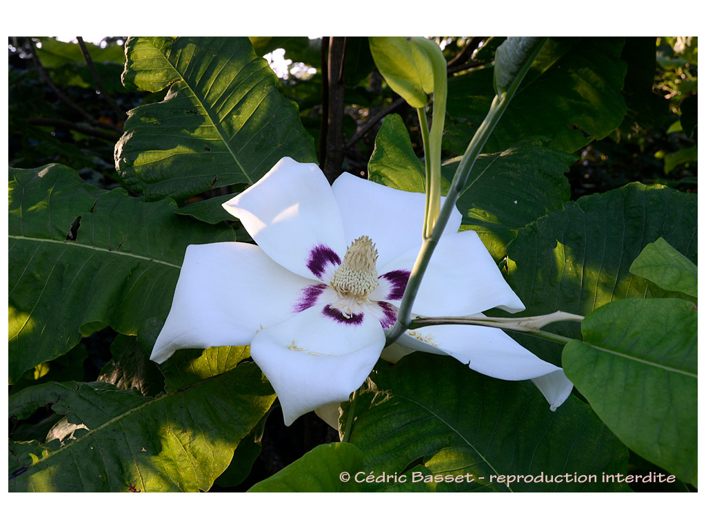 MAGNOLIA MACROPHYLLA