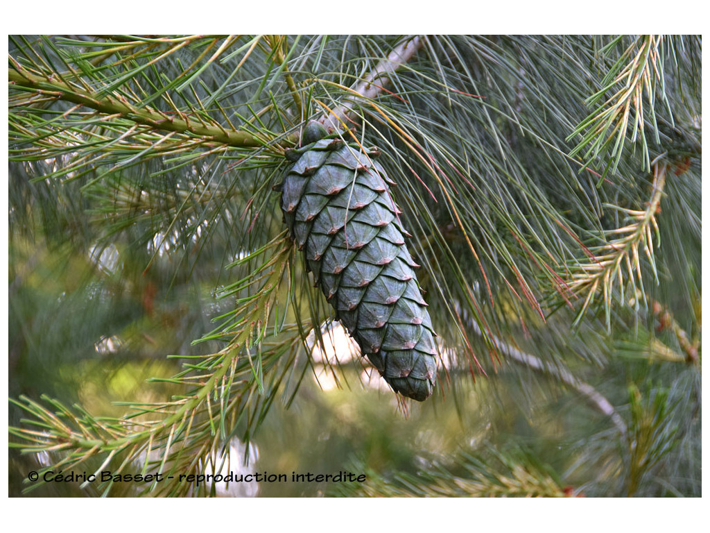 PINUS WALLICHIANA - pin de l'Himalaya