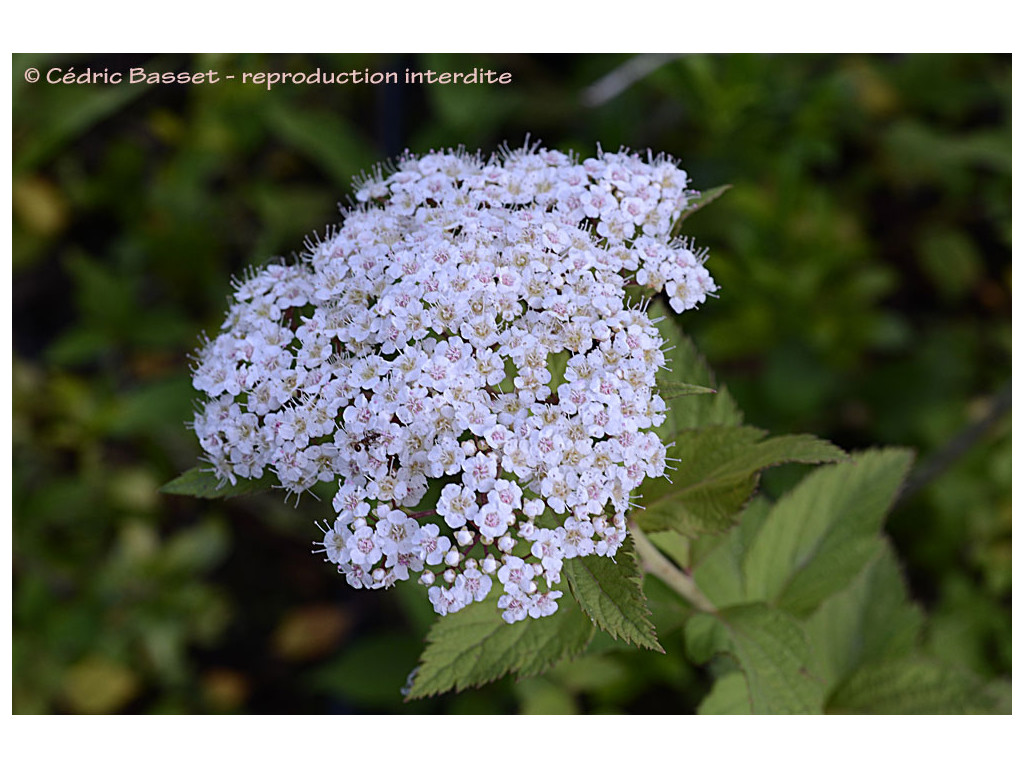 SPIRAEA HAYATANA RWJ10003 SPIRAEA HAYATANA RWJ10003
