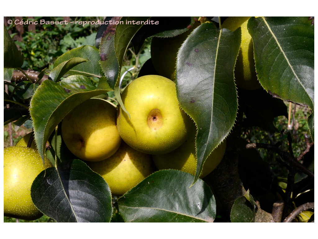 PYRUS PYRIFOLIA 'HONEYBALL' - nashi