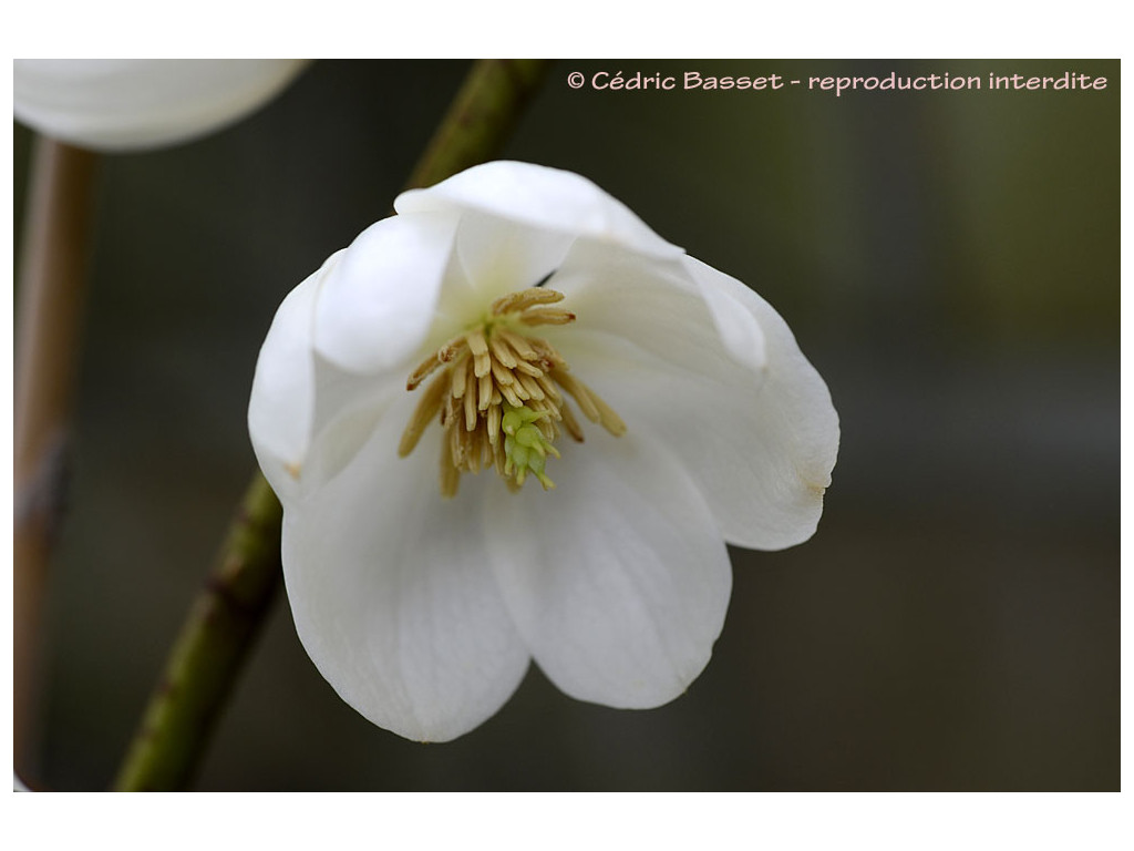 MAGNOLIA LAEVIFOLIA 'WILLOW LEAF'