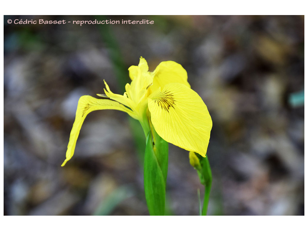 IRIS MAACKII IRIS MAACKII