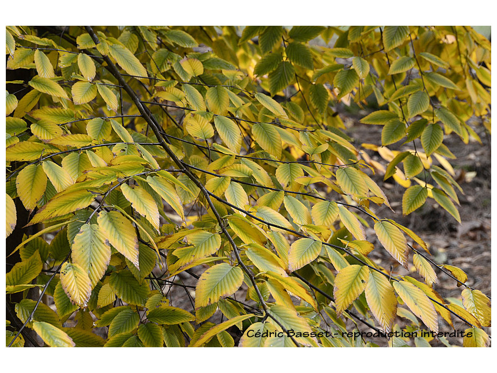 BETULA LENTA var.UBER