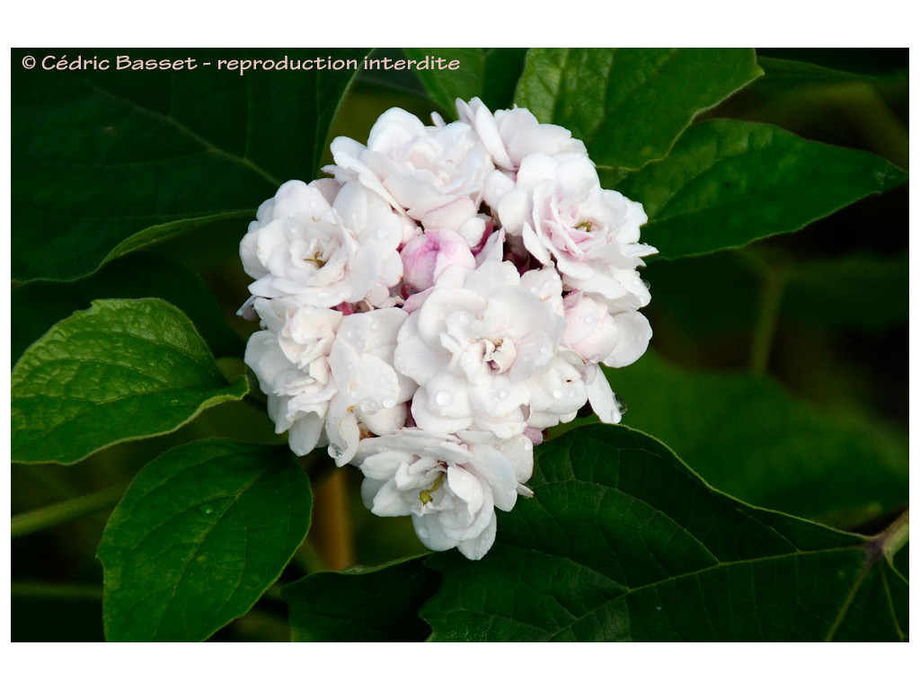 CLERODENDRON FRAGRANS