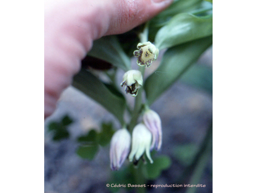 DISPOROPSIS FUSCOPICTA DISPOROPSIS FUSCOPICTA