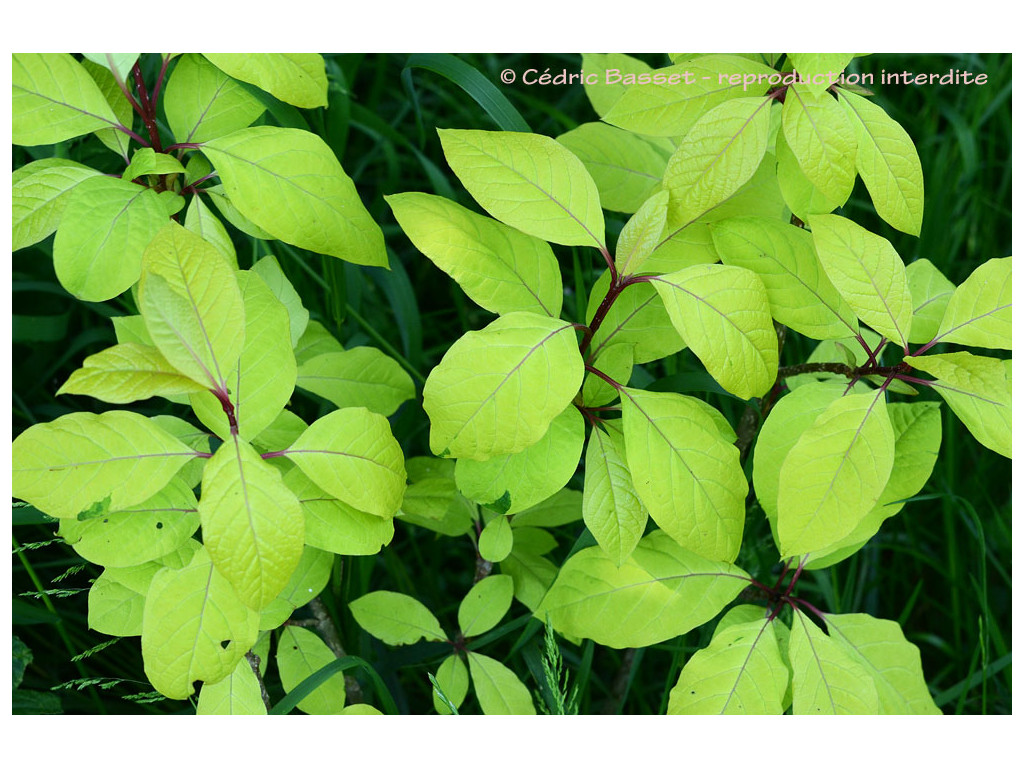 SYRINGA VILLOSA 'AUREA'