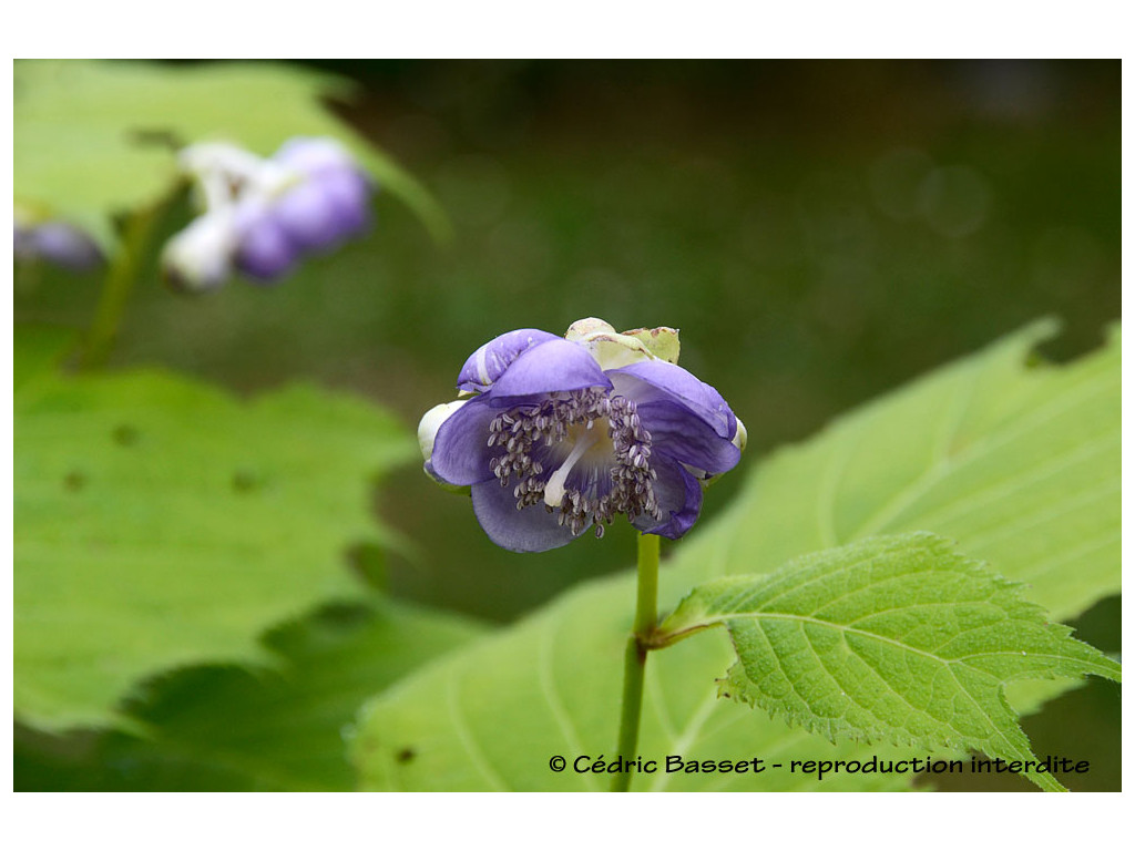 DEINANTHE BIFIDA x CAERULEA 'BLUE WONDER'