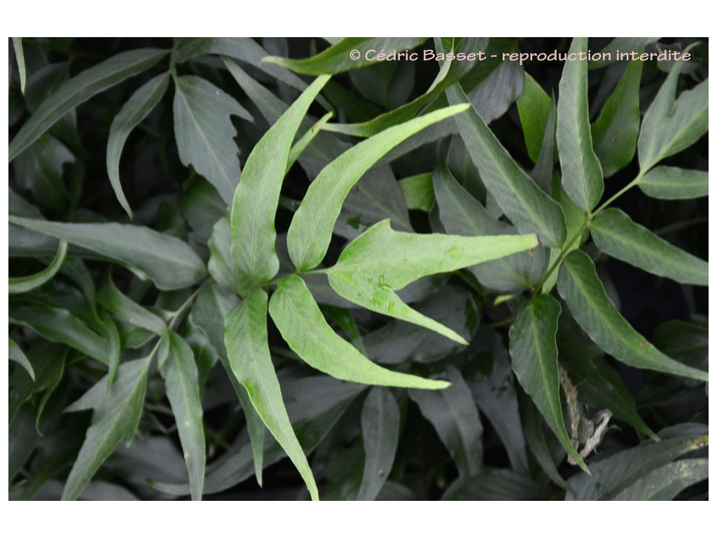 CYRTOMIUM DEVEXISCAPULAE CYRTOMIUM DEVEXISCAPULAE