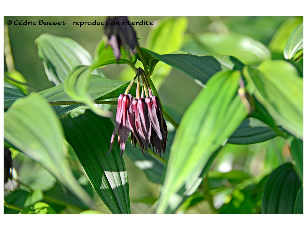 DISPORUM CANTONIENSE var.Y-TIENSE