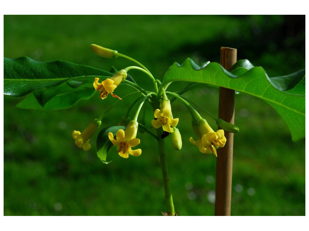 PITTOSPORUM UNDULATIFOLIUM CBCH781