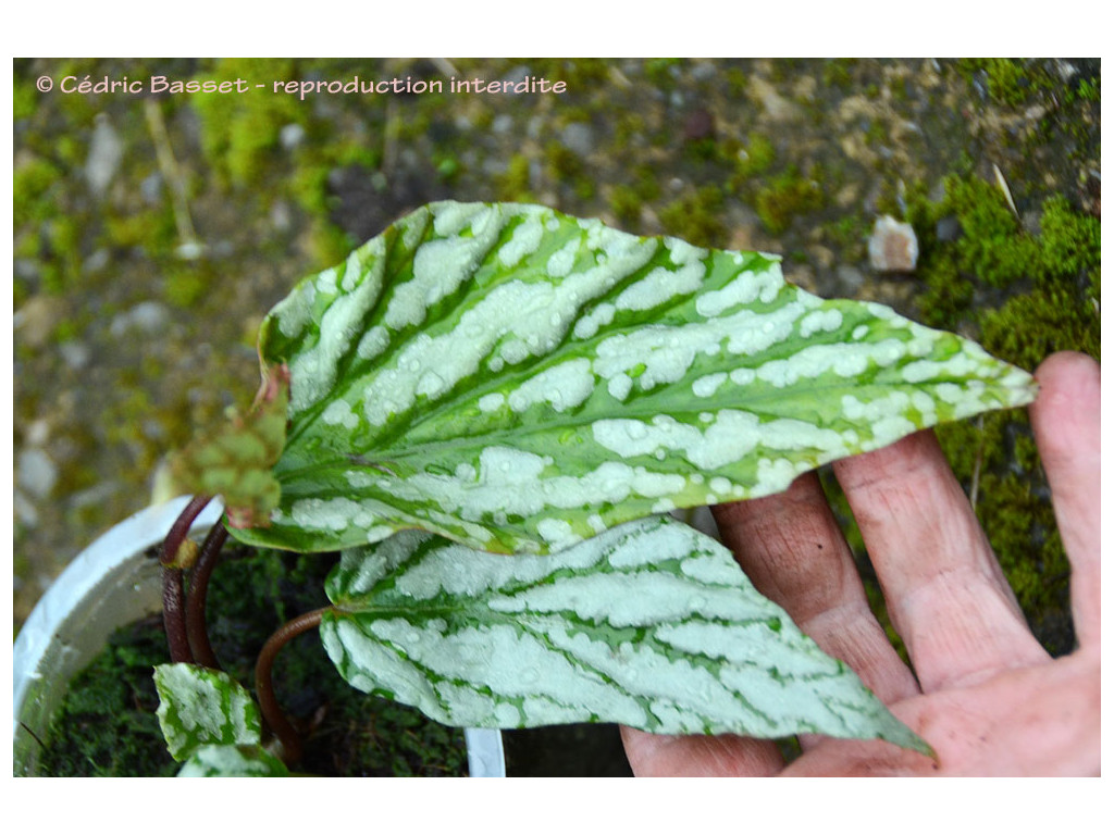 BEGONIA HATACOA var.MEISNERI