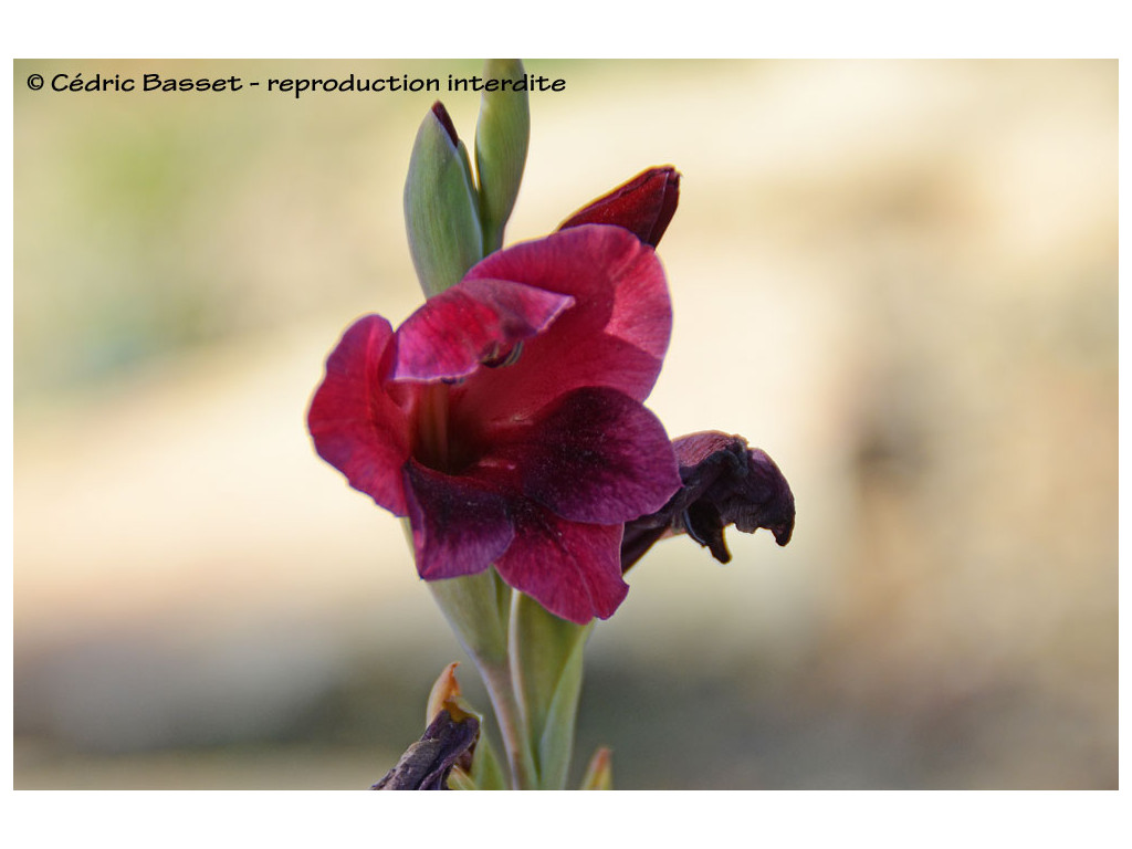 GLADIOLUS PAPILIO 'RUBY'