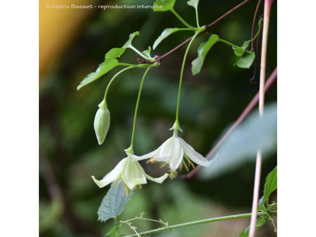 CLEMATIS CIRRHOSA 'JINGLE BELLS'