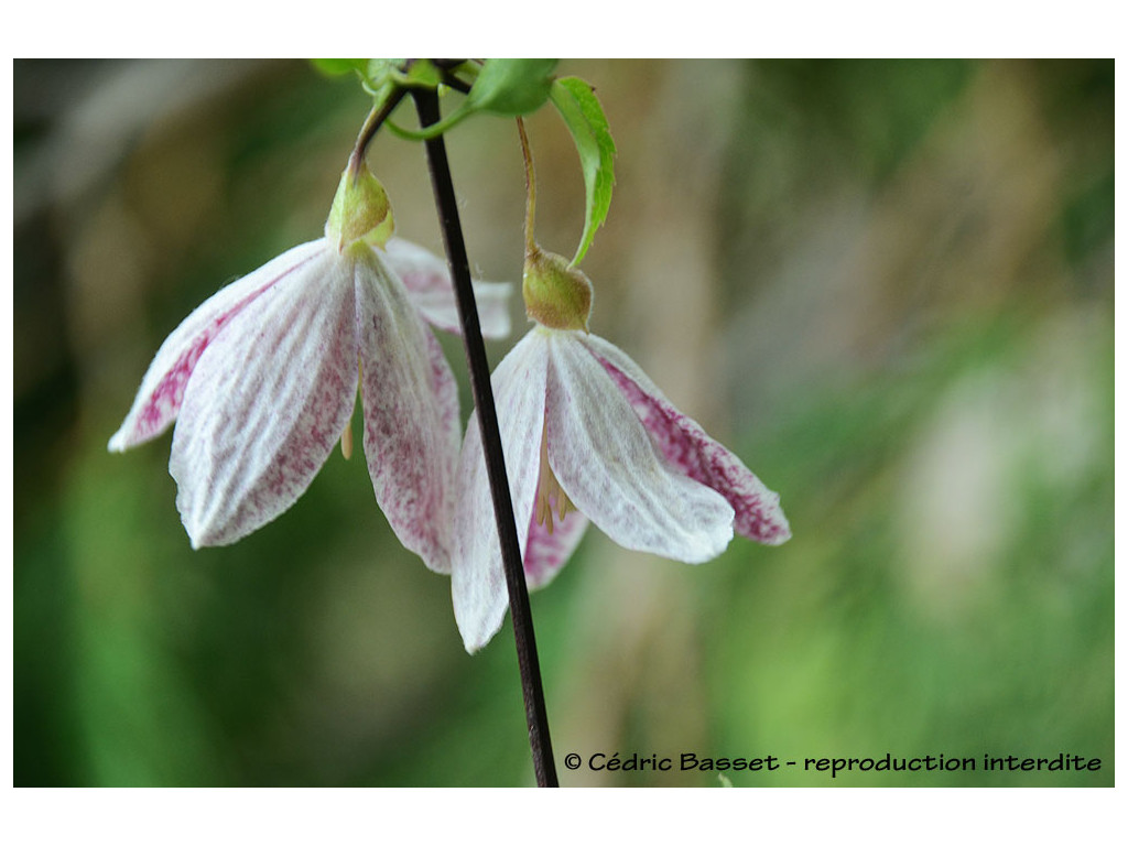 CLEMATIS CIRRHOSA var.BALEARICA