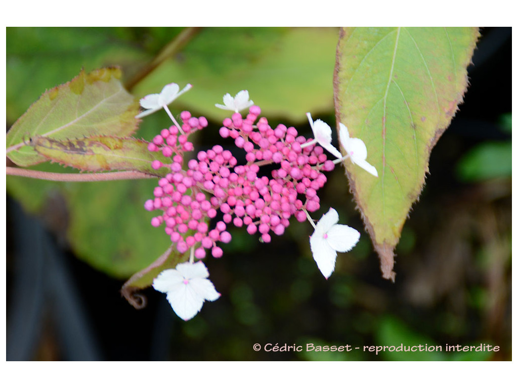 HYDRANGEA ASPERA 'ROSEMARY FOSTER'