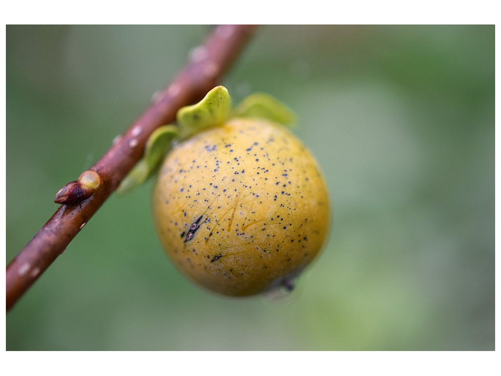 DIOSPYROS GRANDIFOLIA KR196