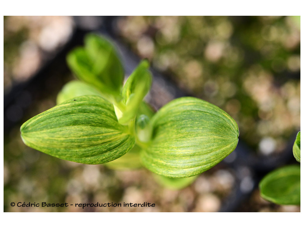 POLYGONATUM HUMILE 'RYU-SEI'