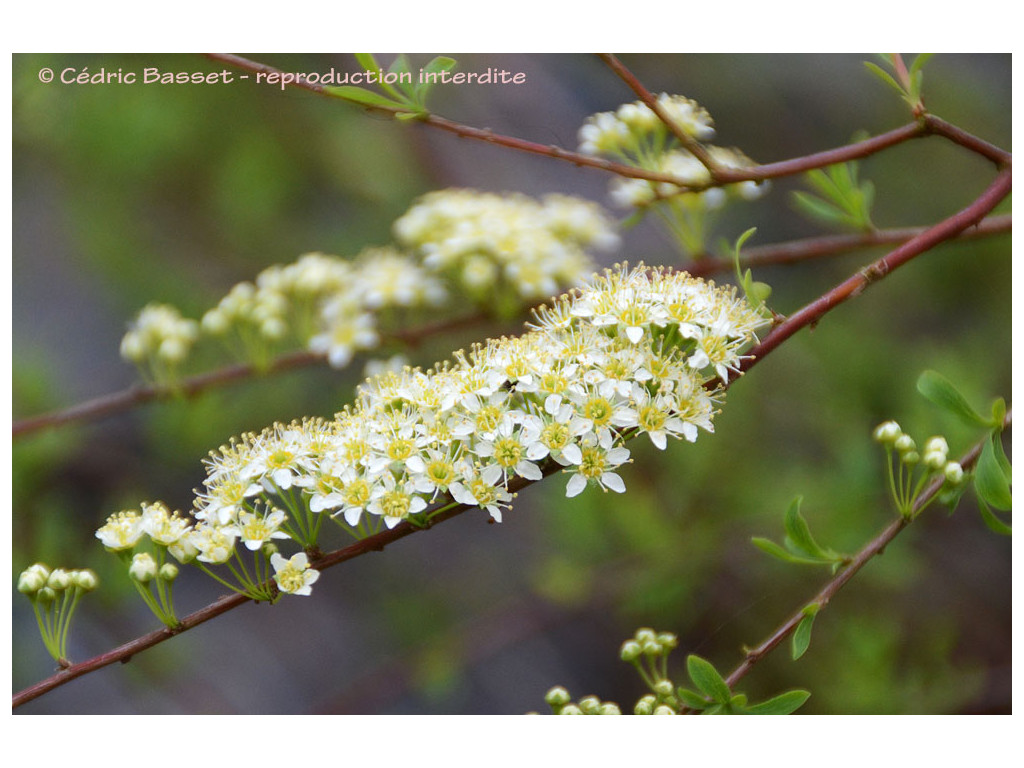 SPIRAEA HYPERICIFOLIA KGZ5649