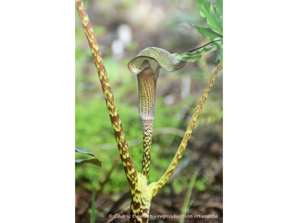 ARISAEMA TAIWANENSE