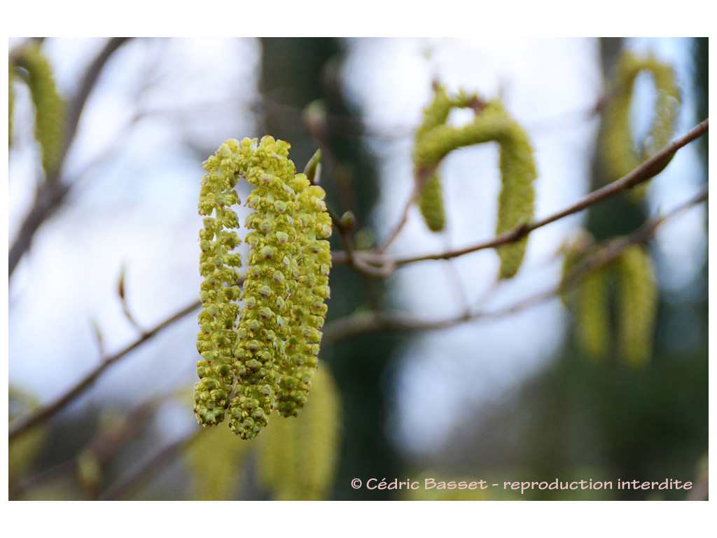 ALNUS aff.SIEBOLDIANA CMBJP1969