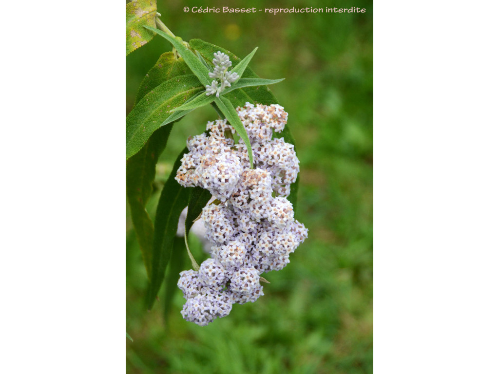 BUDDLEJA SALVIIFOLIA