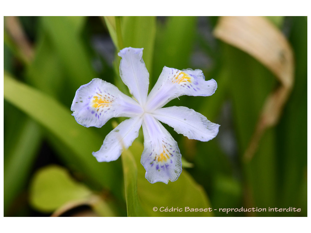 IRIS JAPONICA