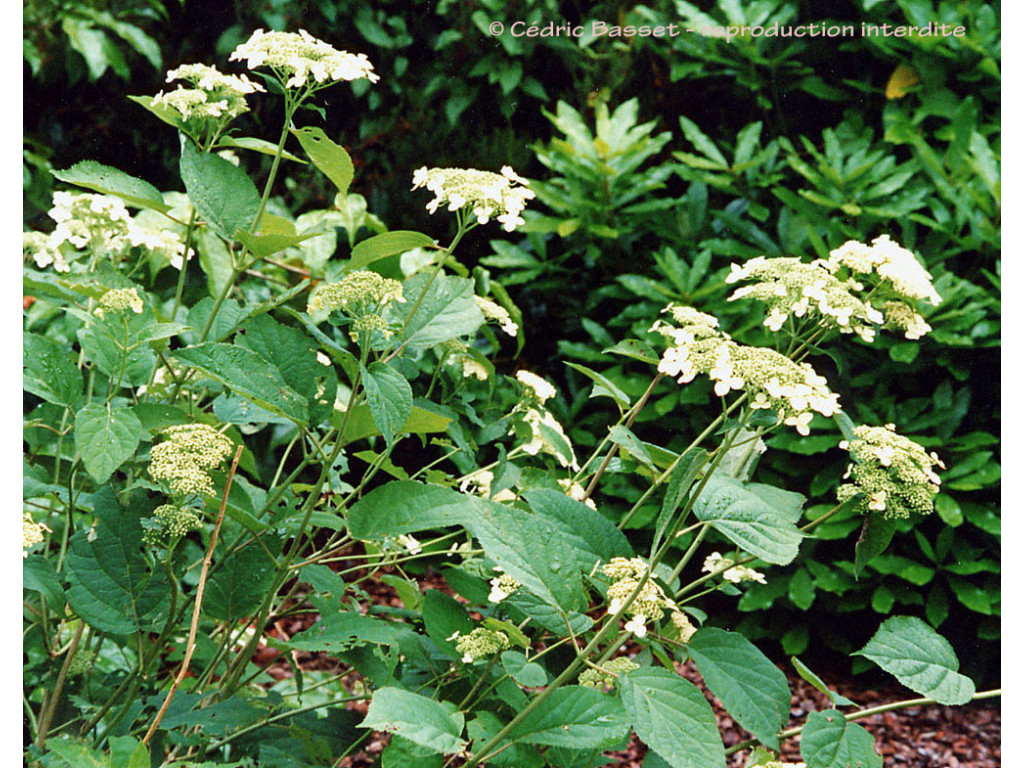 HYDRANGEA XANTHONEURA var.SETCHUENENSIS