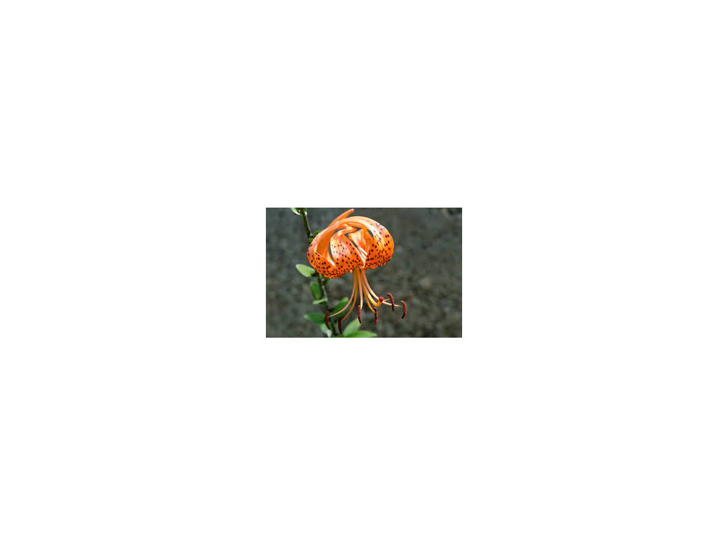 LILIUM LANCIFOLIUM LILIUM LANCIFOLIUM