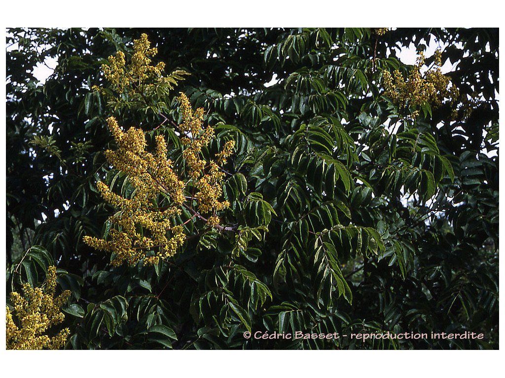 KOELREUTERIA ELEGANS subsp.FORMOSANA