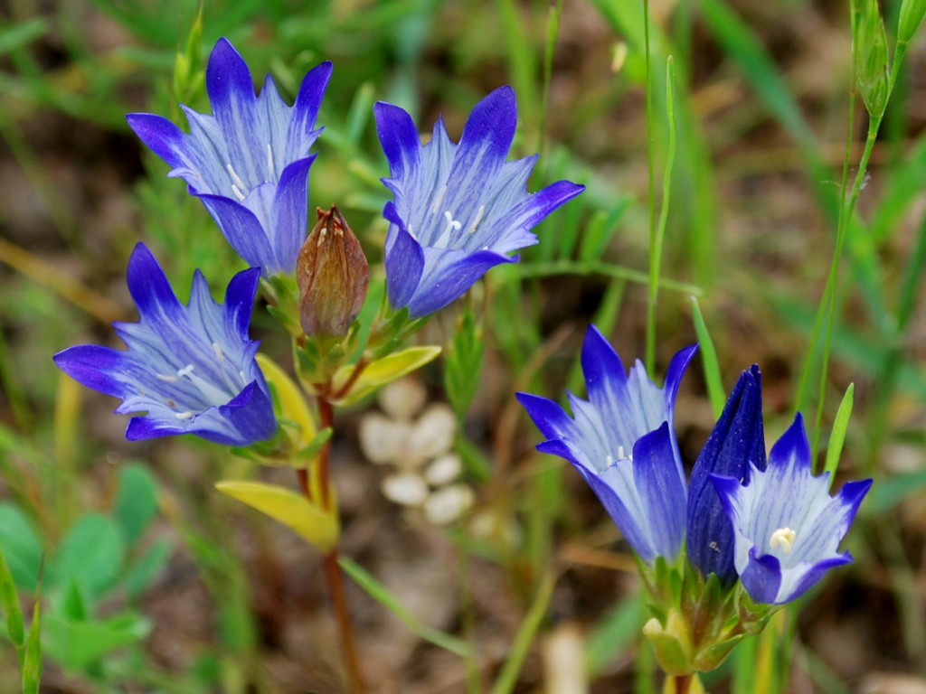 GENTIANA OLIVIERI TJK7114 GENTIANA OLIVIERI TJK7114