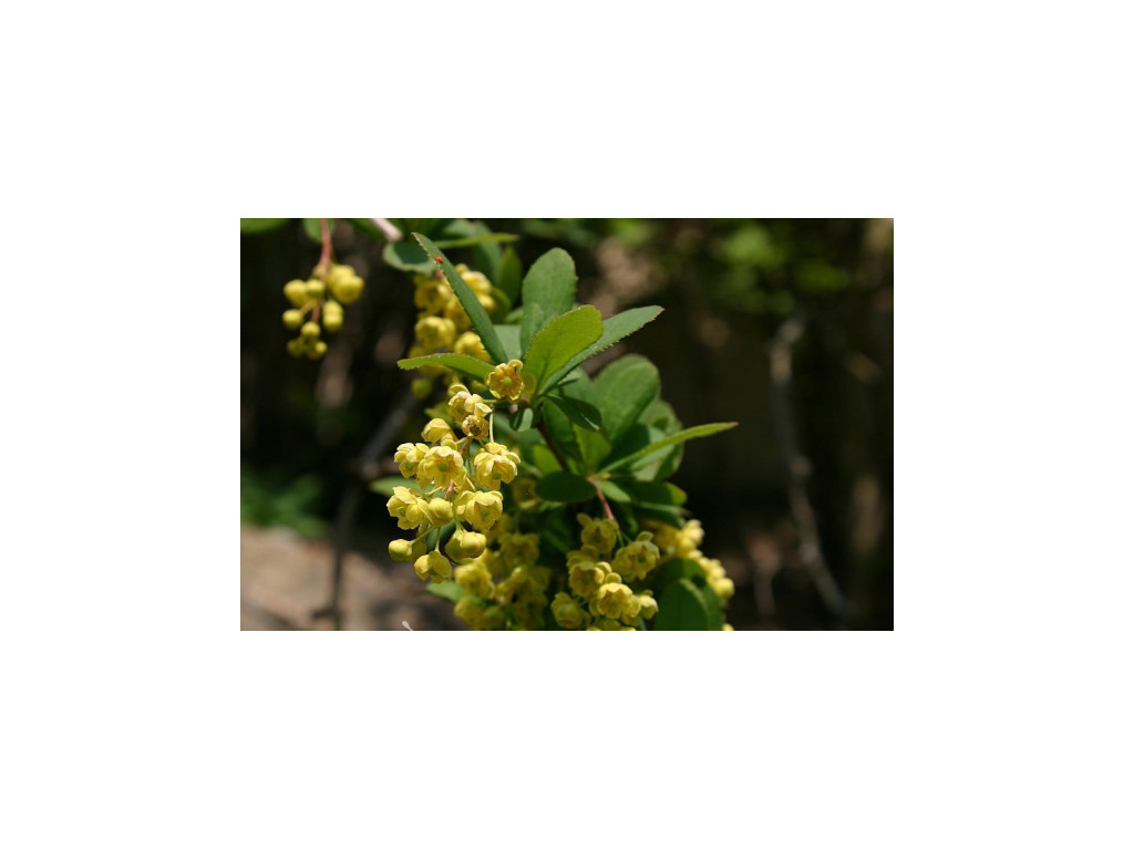 BERBERIS SILVA-TAROUCANA