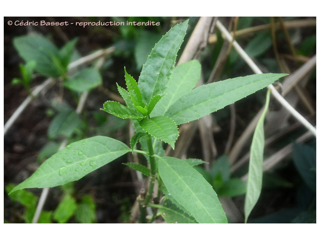 AUCUBA sp.Vietnam