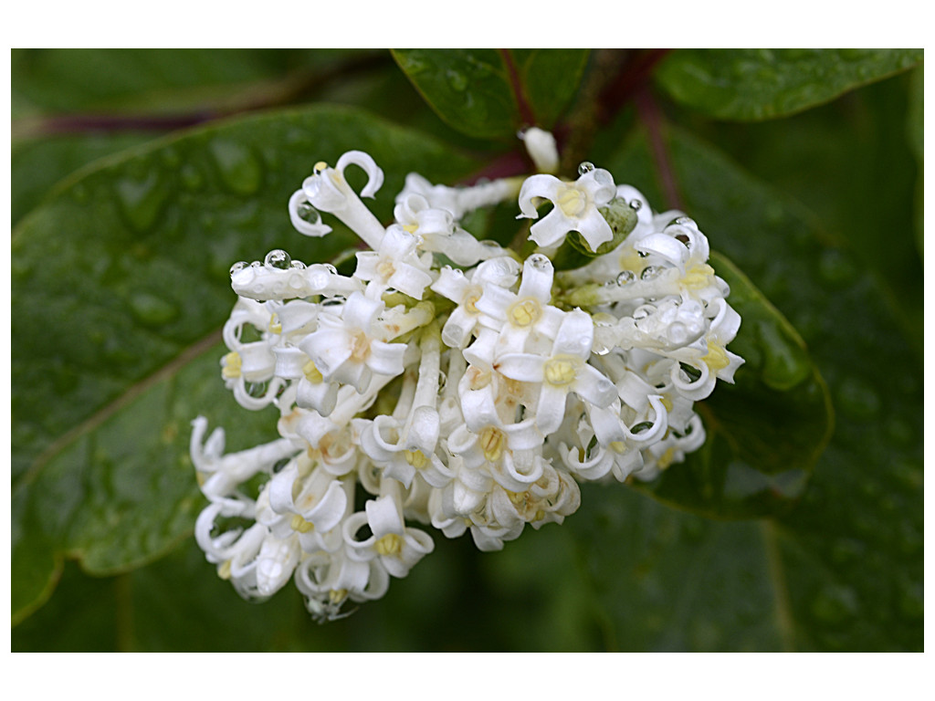 SYRINGA VILLOSA 'AUREA'