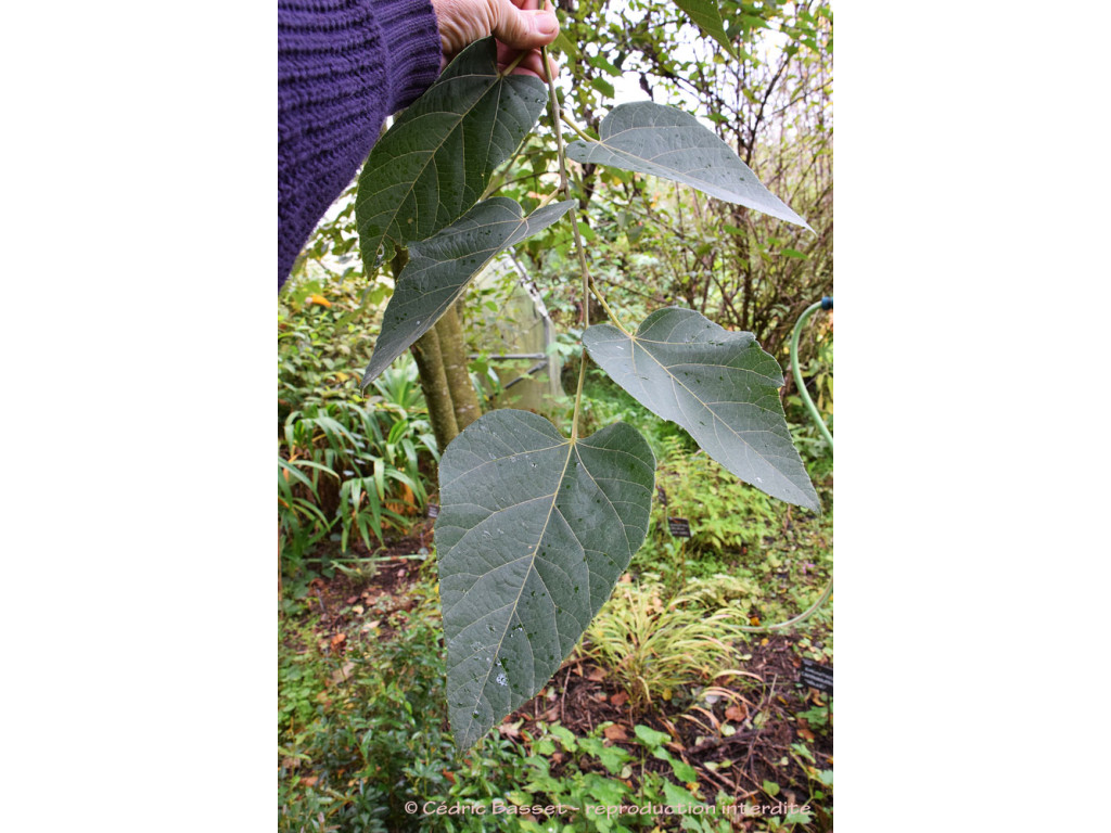 TILIA CHENMOUI
