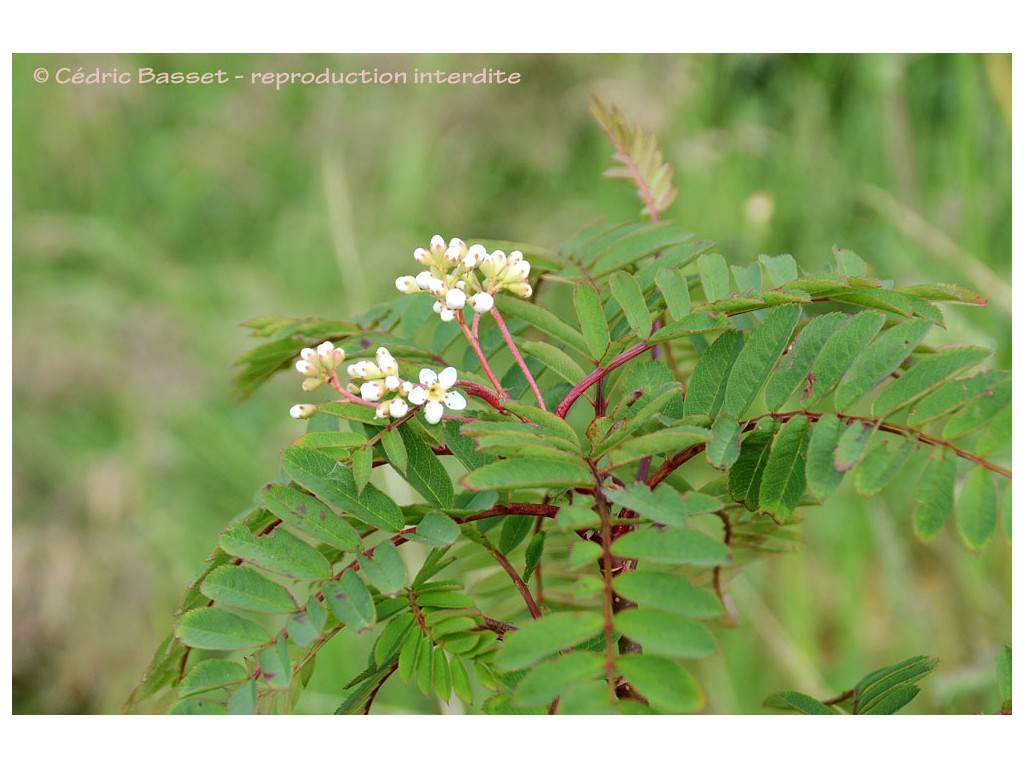 SORBUS HUGH-MACALLISTERI SORBUS HUGH-MACALLISTERI