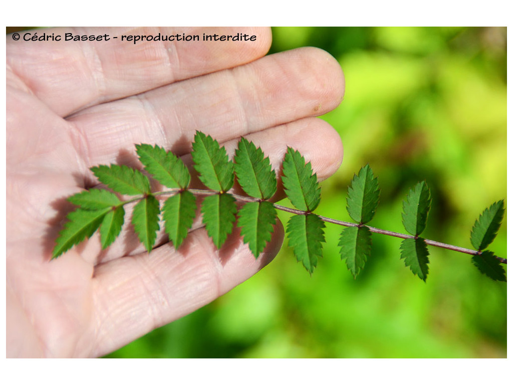 SORBUS sp. Tibet KR5810