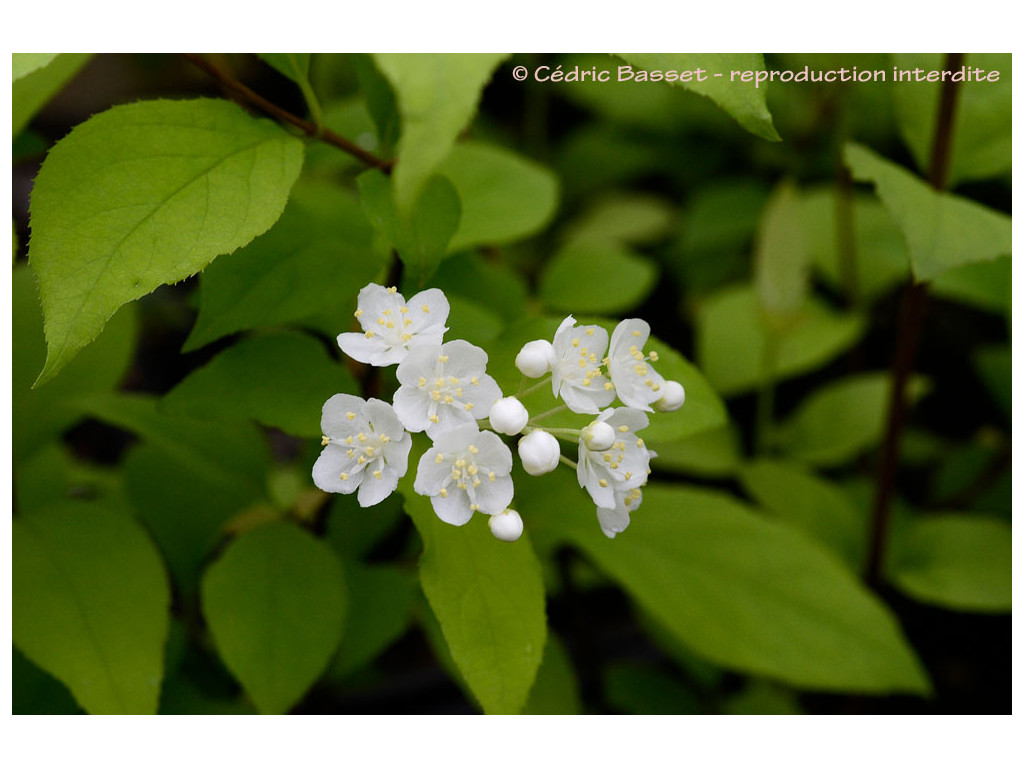 DEUTZIA PARVIFLORA var.AMURENSIS DEUTZIA PARVIFLORA var.AMURENSIS