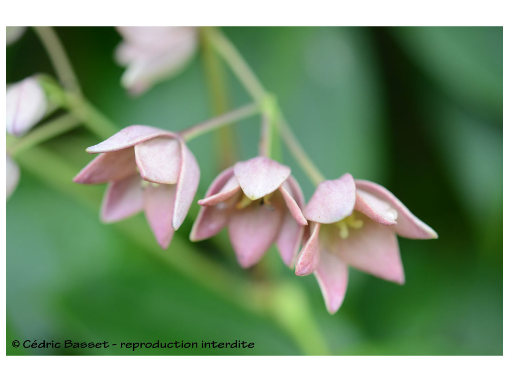 HOLBOELLIA LATIFOLIA subsp.DOICHENGDAOENSIS BSWJ7250