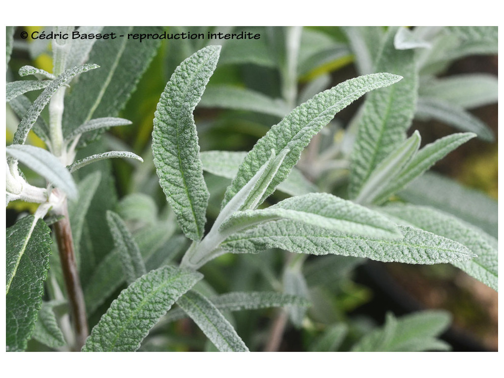 BUDDLEJA MARRUBIIFOLIA x SALICIFOLIA BUDDLEJA MARRUBIIFOLIA x SALICIFOLIA