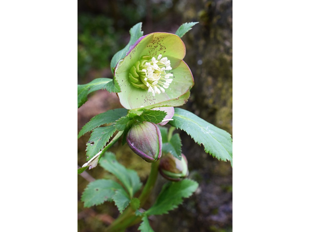 HELLEBORUS ODORUS