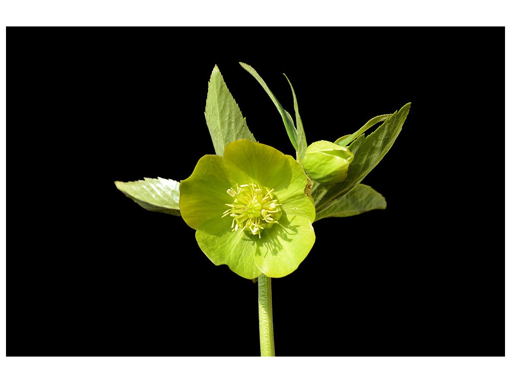 HELLEBORUS ODORUS subsp.CYCLOPHYLLUS AS55572