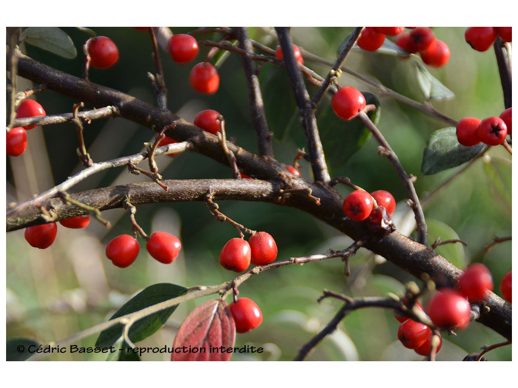 COTONEASTER MAIREI CH10110 COTONEASTER MAIREI CH10110