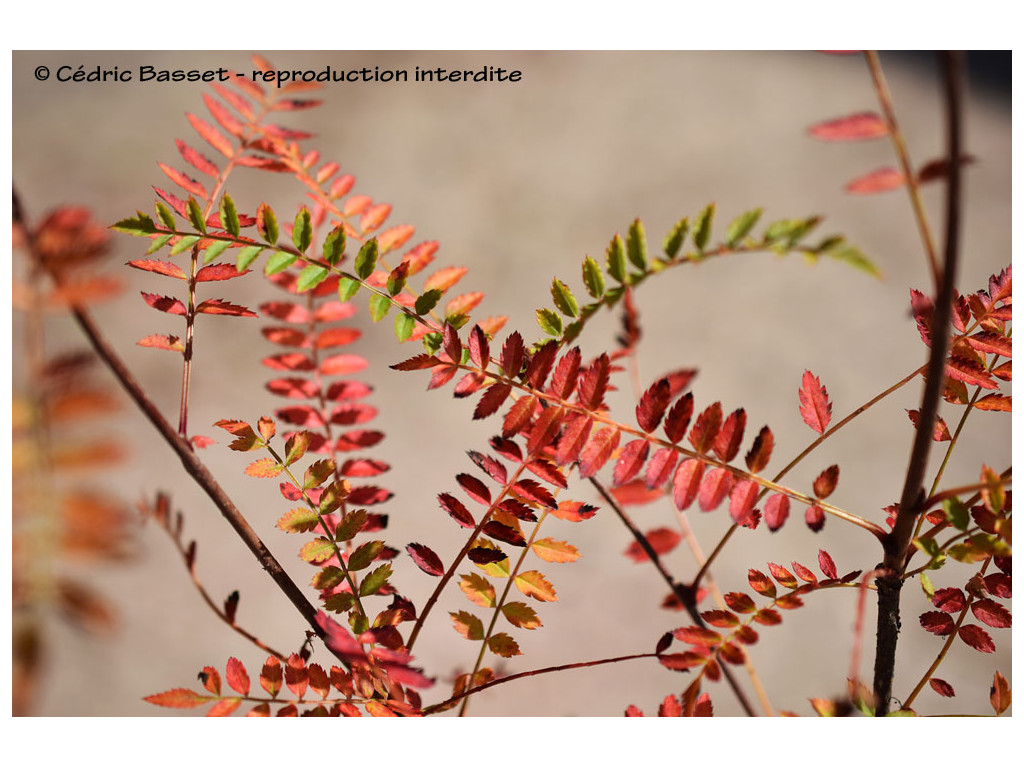 SORBUS EBURNEA