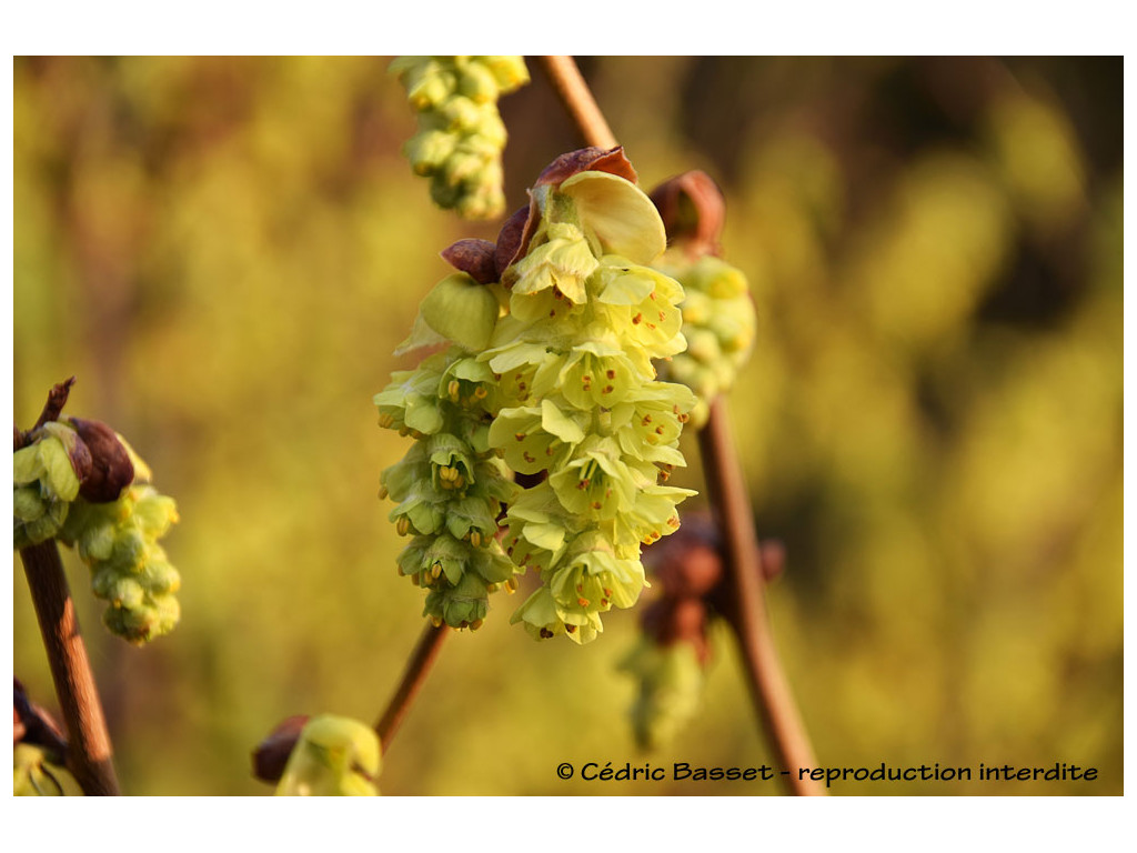 CORYLOPSIS VEITCHIANA CORYLOPSIS VEITCHIANA