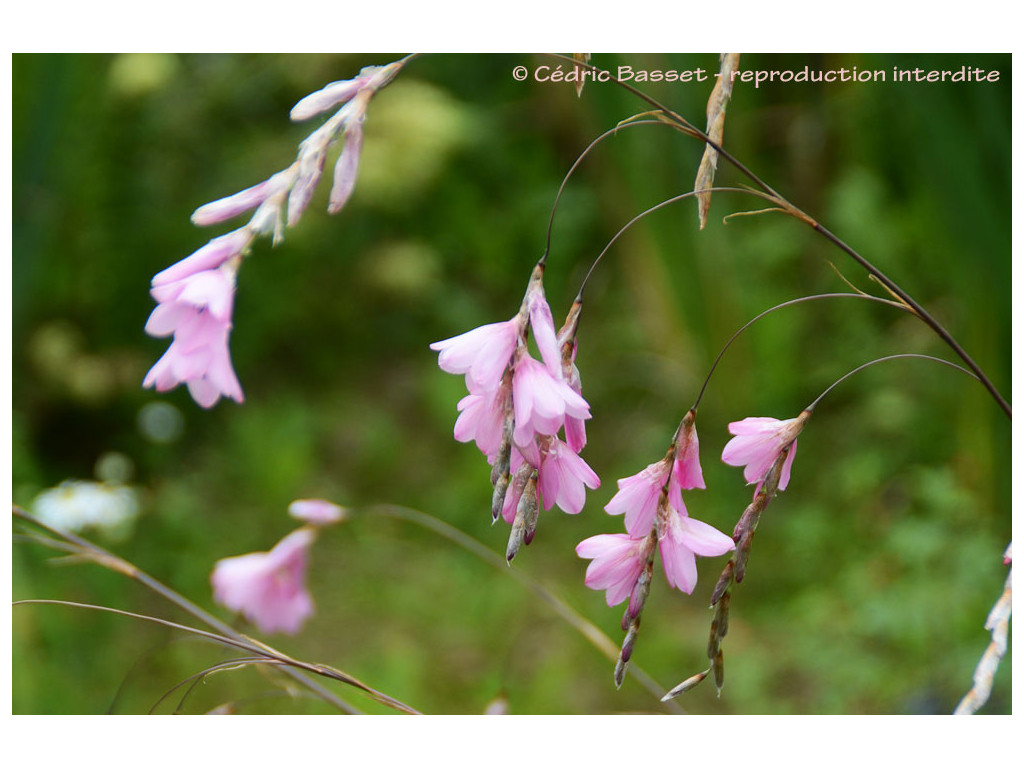 DIERAMA AMBIGUA
