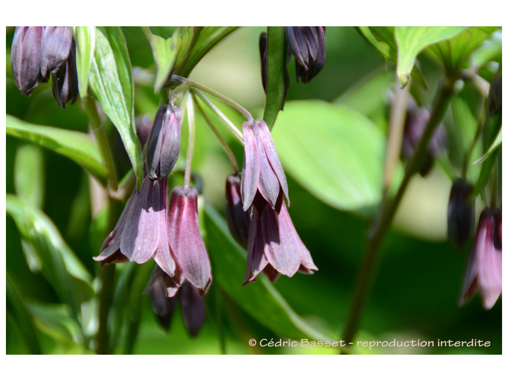 DISPORUM CANTONIENSE 'LEIGONG CHOCOLATE' DISPORUM CANTONIENSE 'LEIGONG CHOCOLATE'