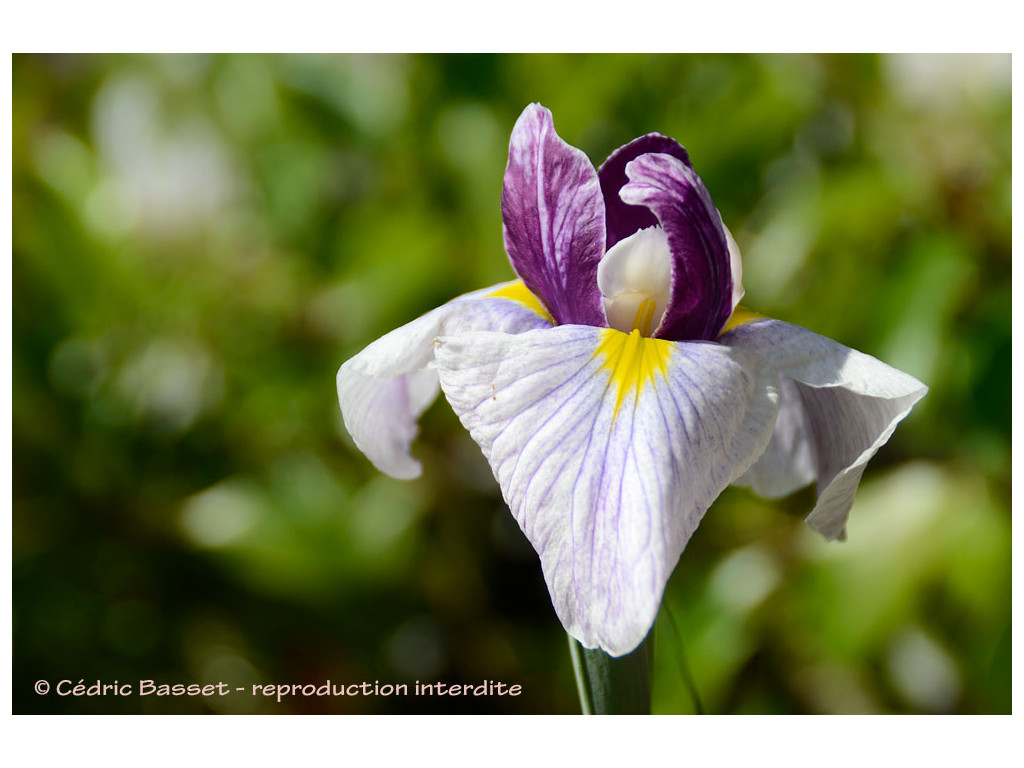 IRIS ENSATA 'GEISHA GOWN' IRIS ENSATA 'GEISHA GOWN'