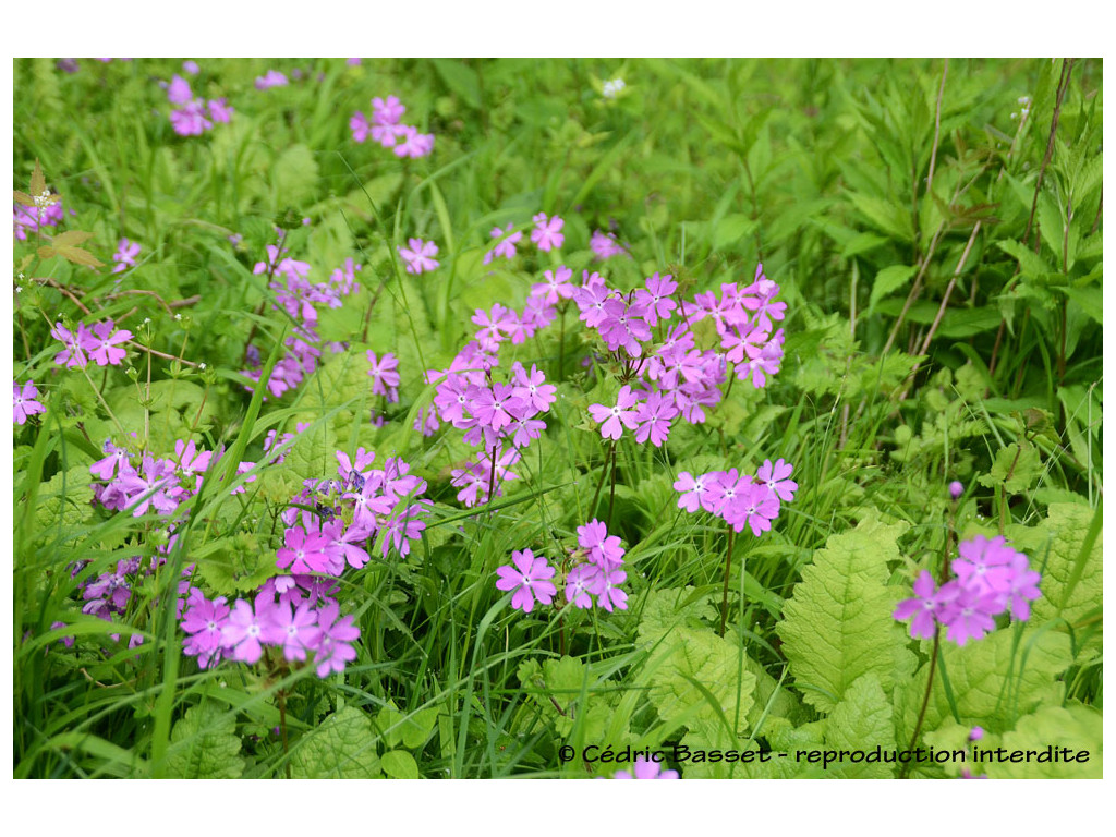 PRIMULA SIEBOLDII JP